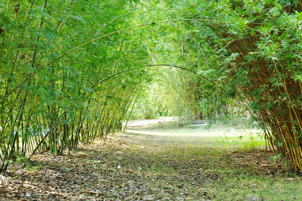 Bamboo infused hemp oil â€“ magic in a bottle - Bamboo Leaf Tea