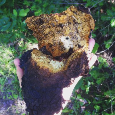 Chaga - Wild Crafted from Canada