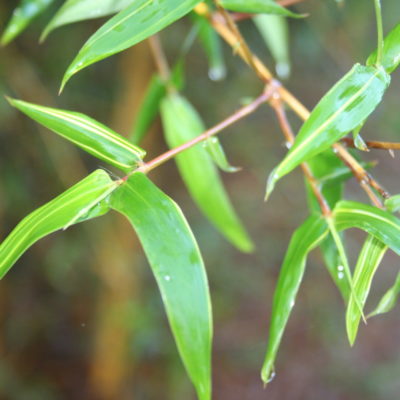 Organic Bamboo Hair Growth Oil - cedar / sage